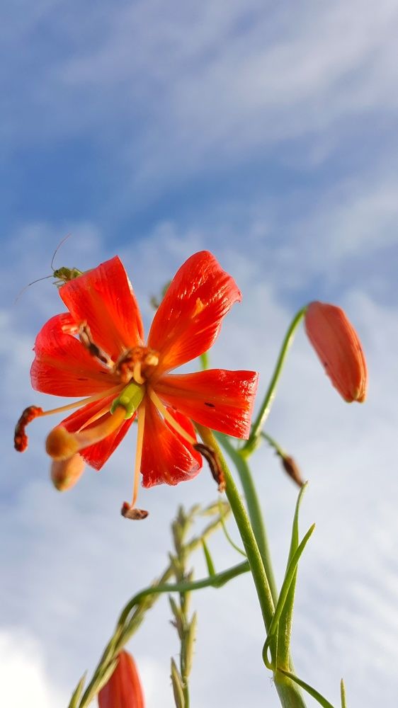 Photograph by Дарья Целуйко