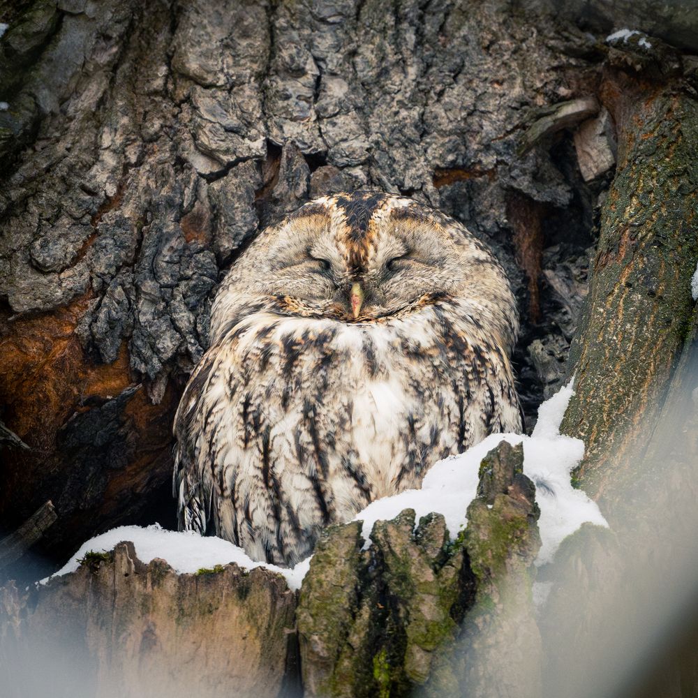 "Дневной сон хищника"