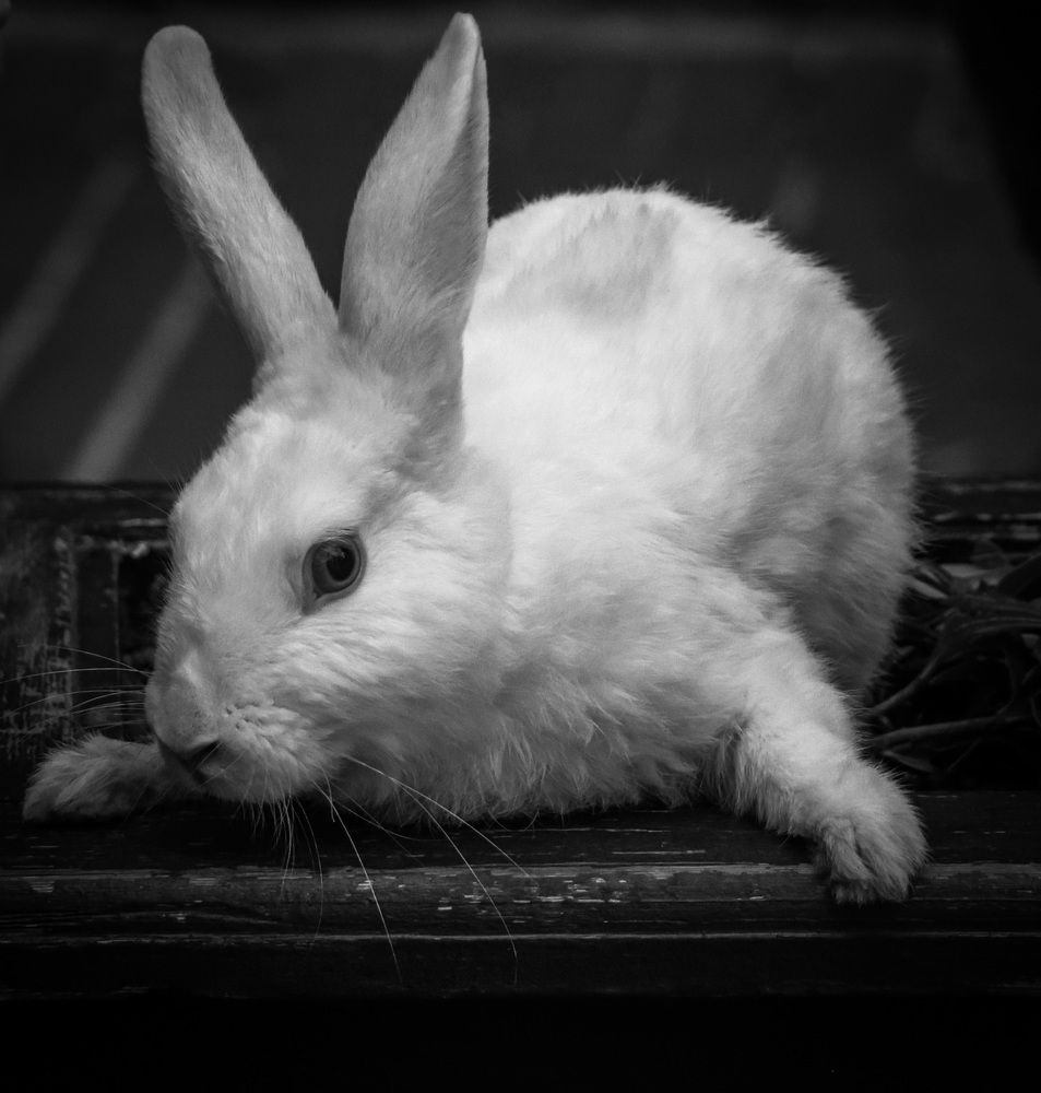 Photograph by Anton Krol