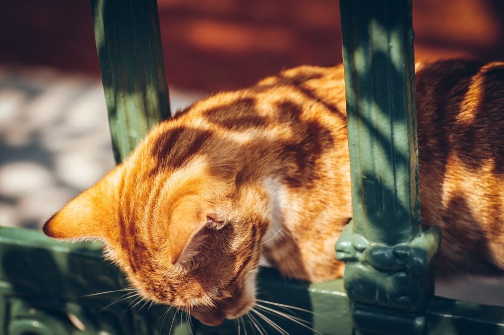 Photograph by Anton Krol