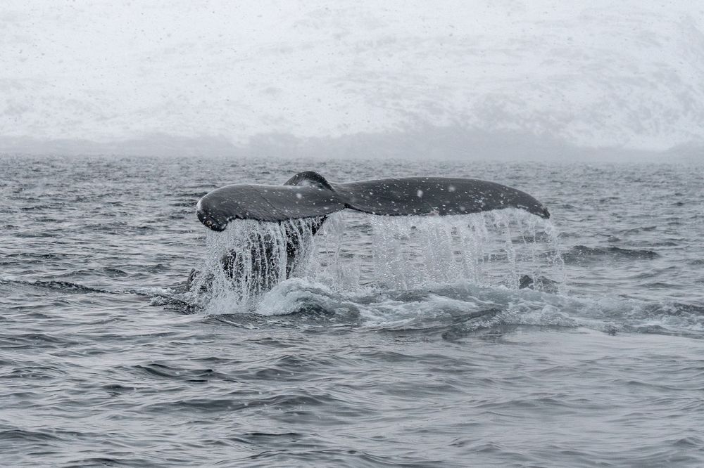 Photograph by Андрей Гусаров