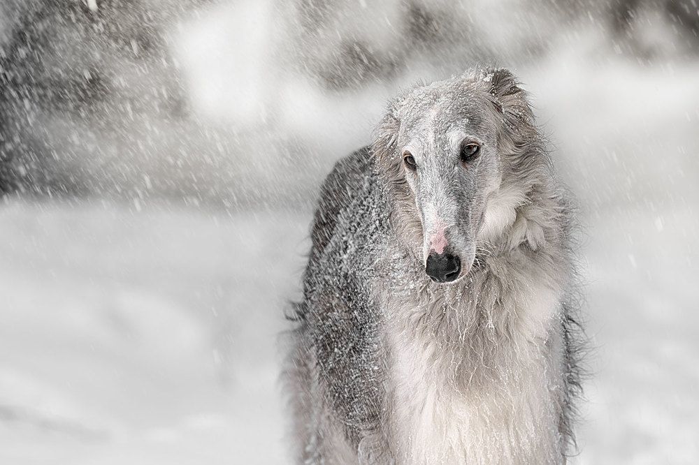 Фотография автора Iurii Butakov