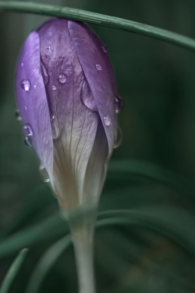 Photograph by Anya Lo