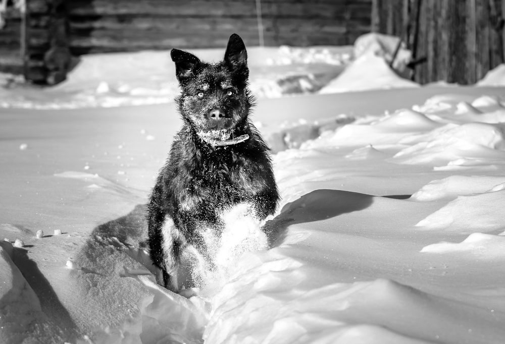Фотография автора Игорь Васильев
