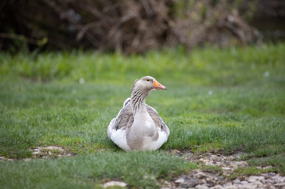 Отдыхающий