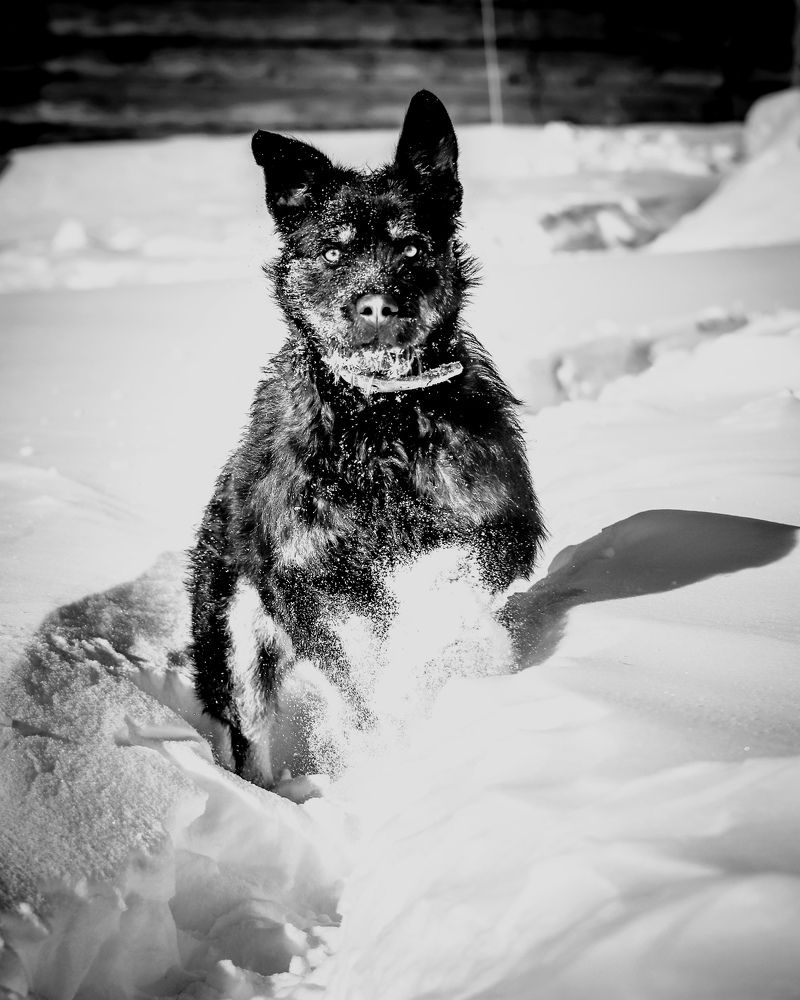 Фотография автора Игорь Васильев