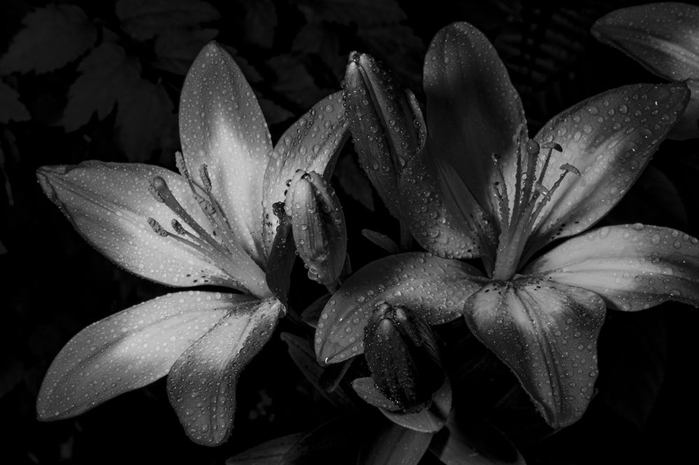 Photograph by Екатерина Бурикова