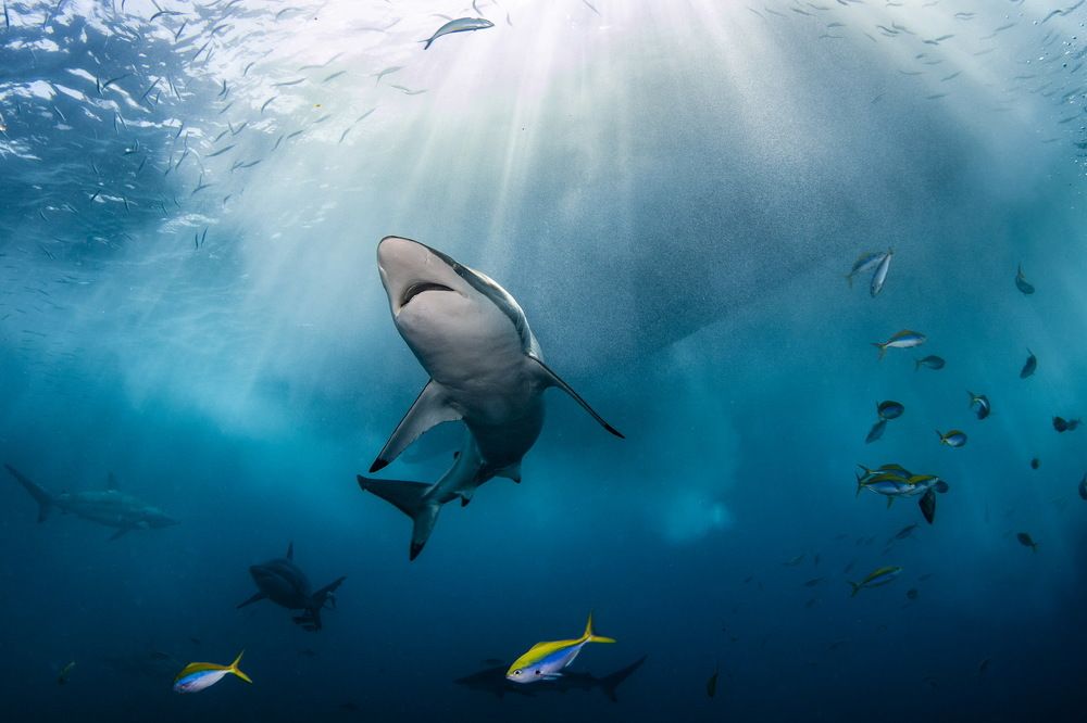 Photograph by Pavel Osada