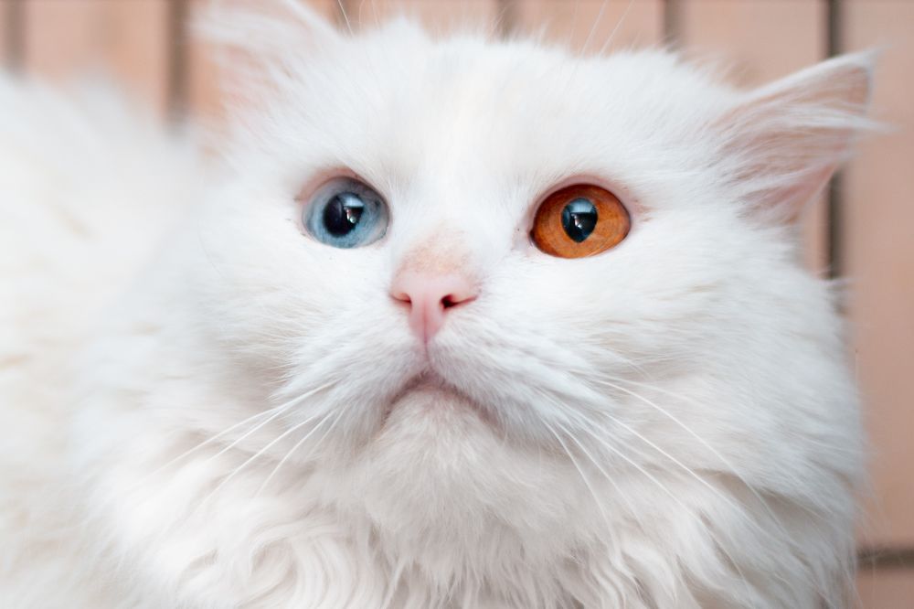 В приюте "Муркоша"