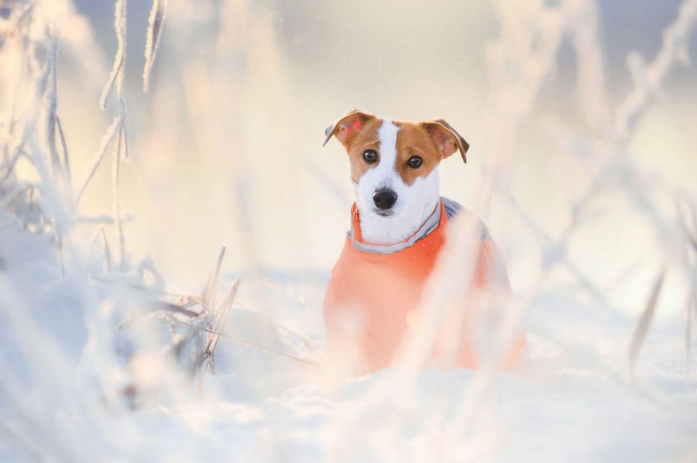 Photograph by Lesnoe Photo