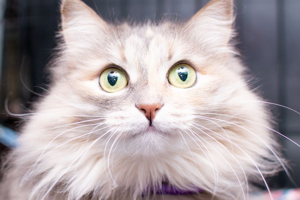 Photograph by Мария Берзина