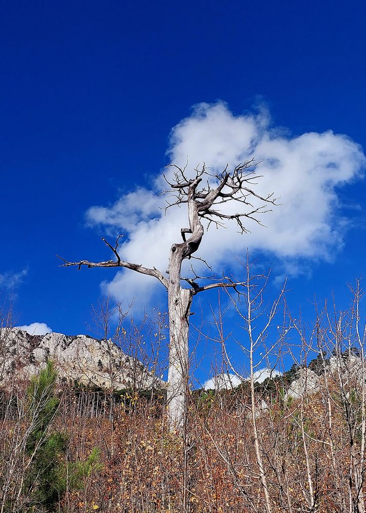 Photograph by Алёна Шевченко