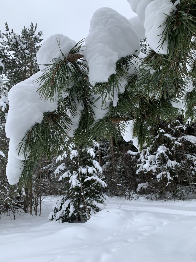 Photograph by Елена Коптева