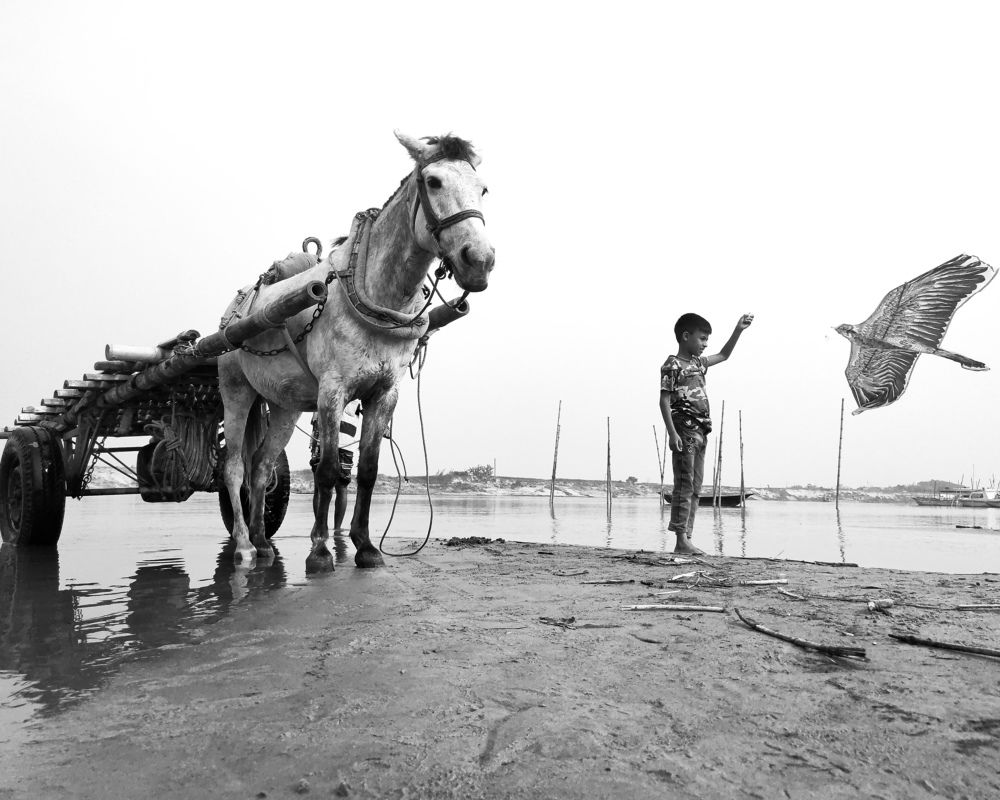 A horse car and a boy with kites near padma