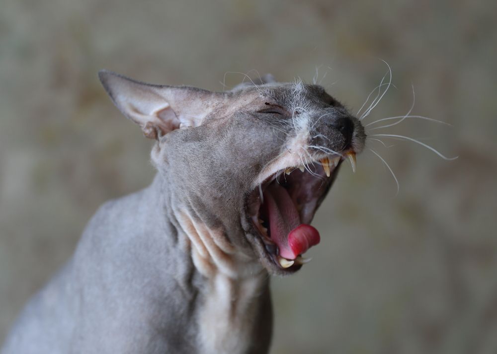 Photograph by Станислав Вершинин