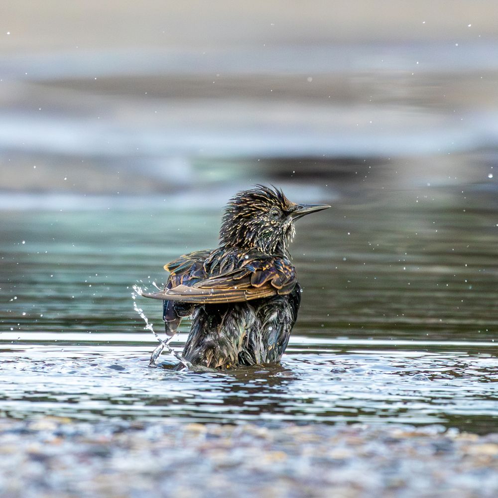 Photograph by Gevork Gukasyan