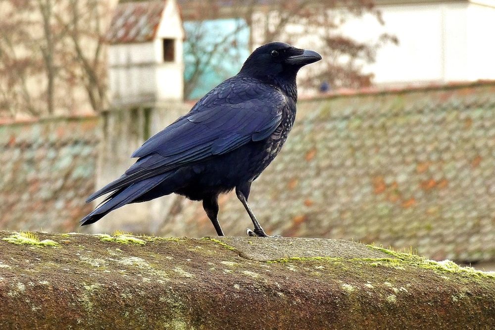 Photograph by backareva irina