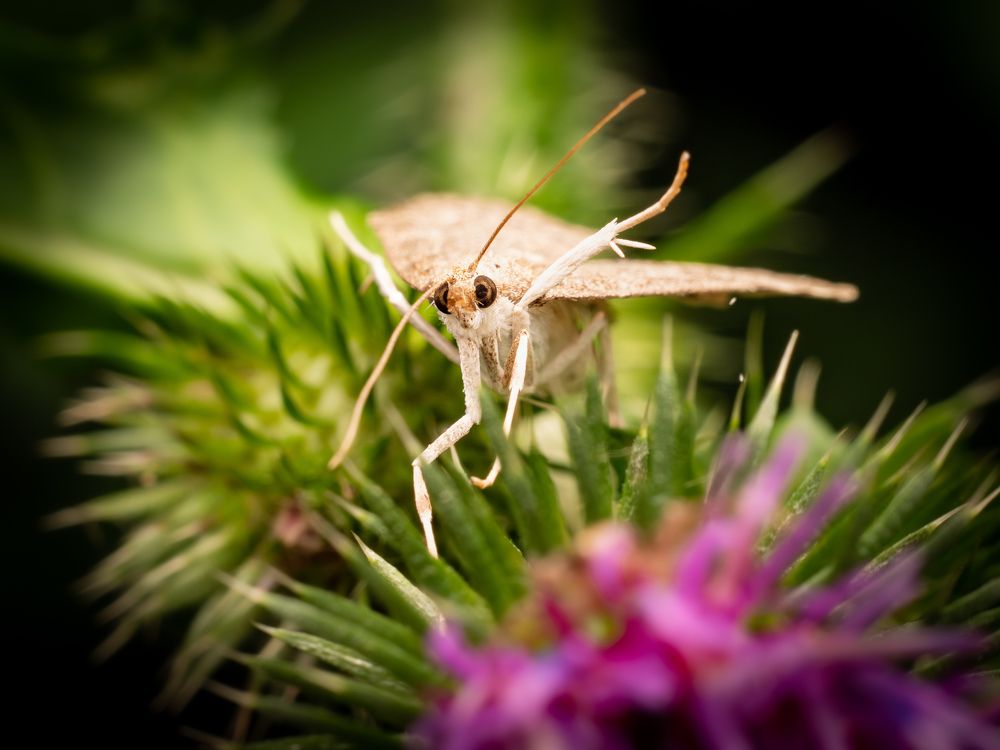 Photograph by Gevork Gukasyan