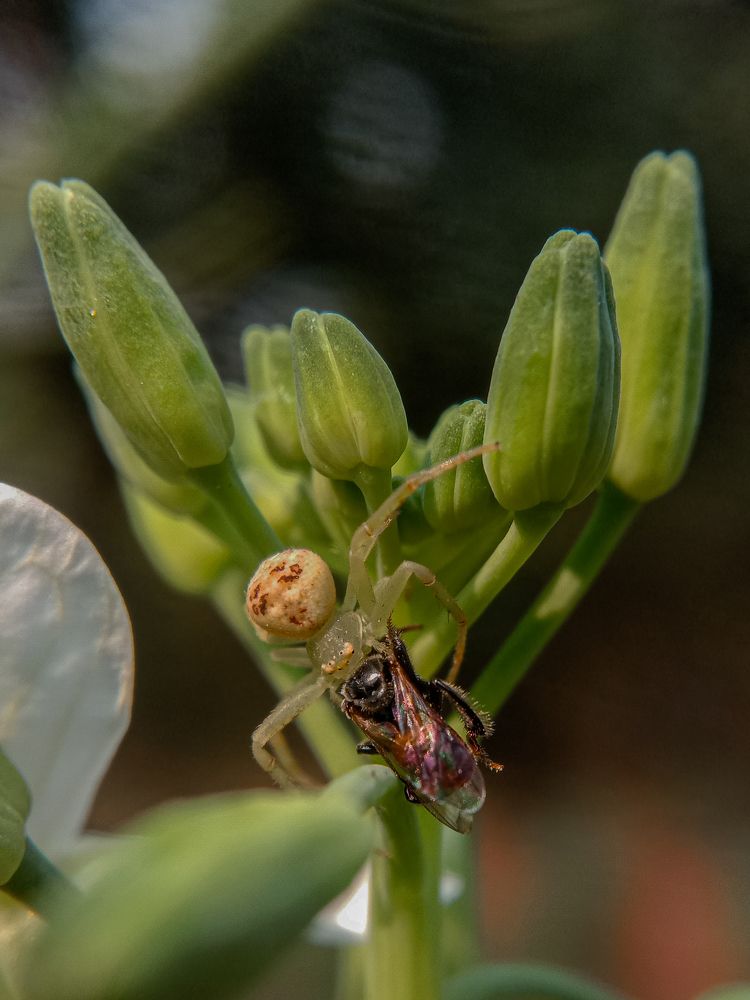 Photograph by Mukesh Kumar Mahato