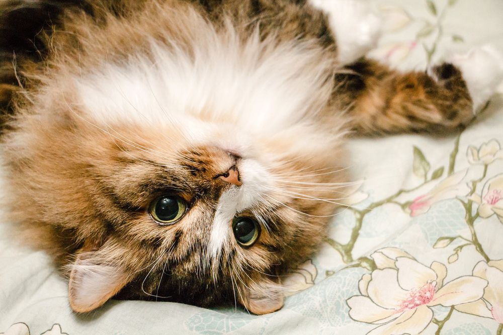 Photograph by Юлия Ташлыцкая