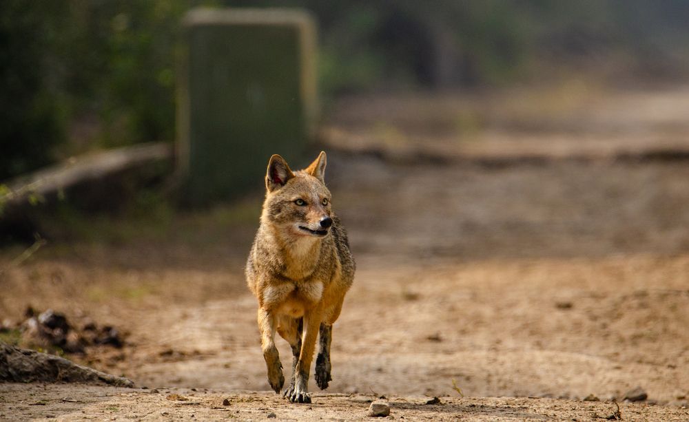 Walk like a king or walk like you don't really care who the king is!