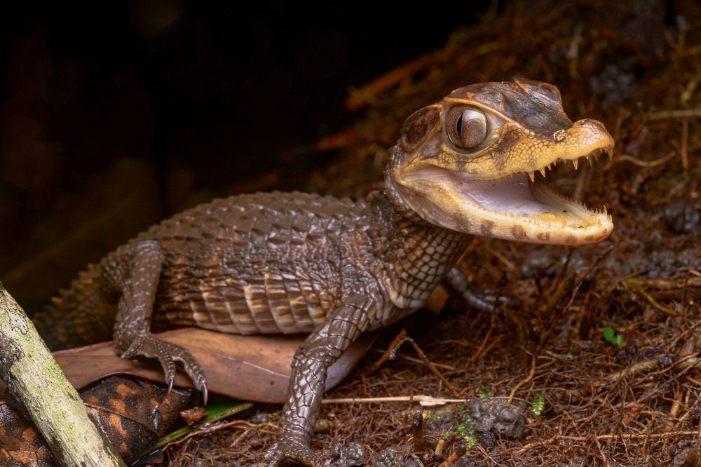 Photograph by Johan Romero