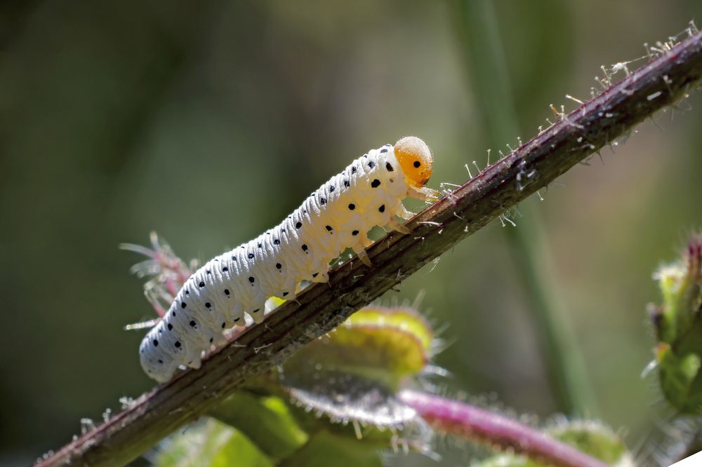 Photograph by Stamen Sotirov