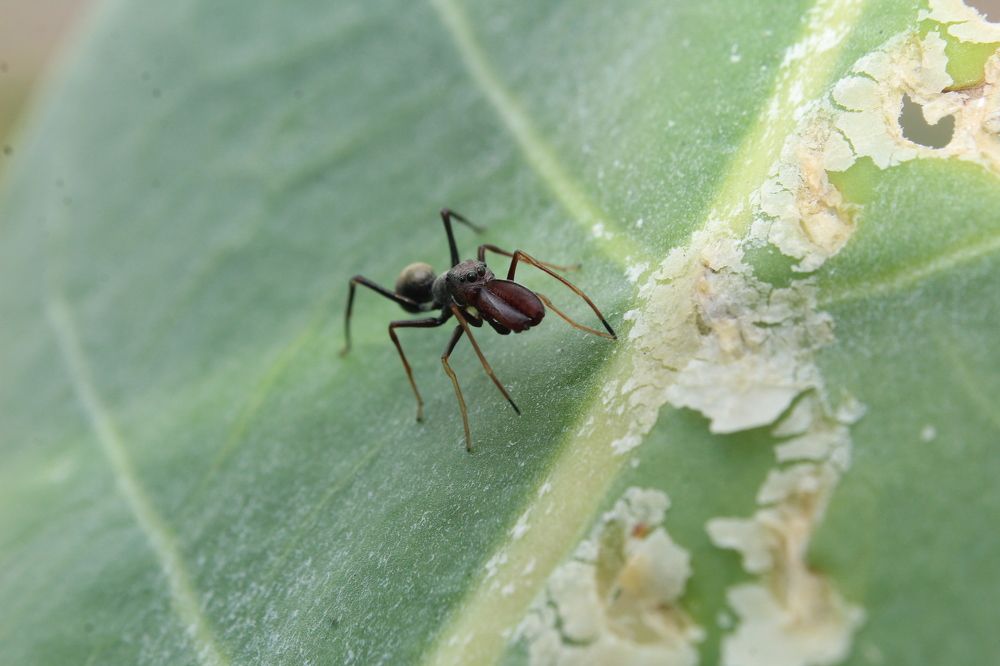 Ant mimicking spider