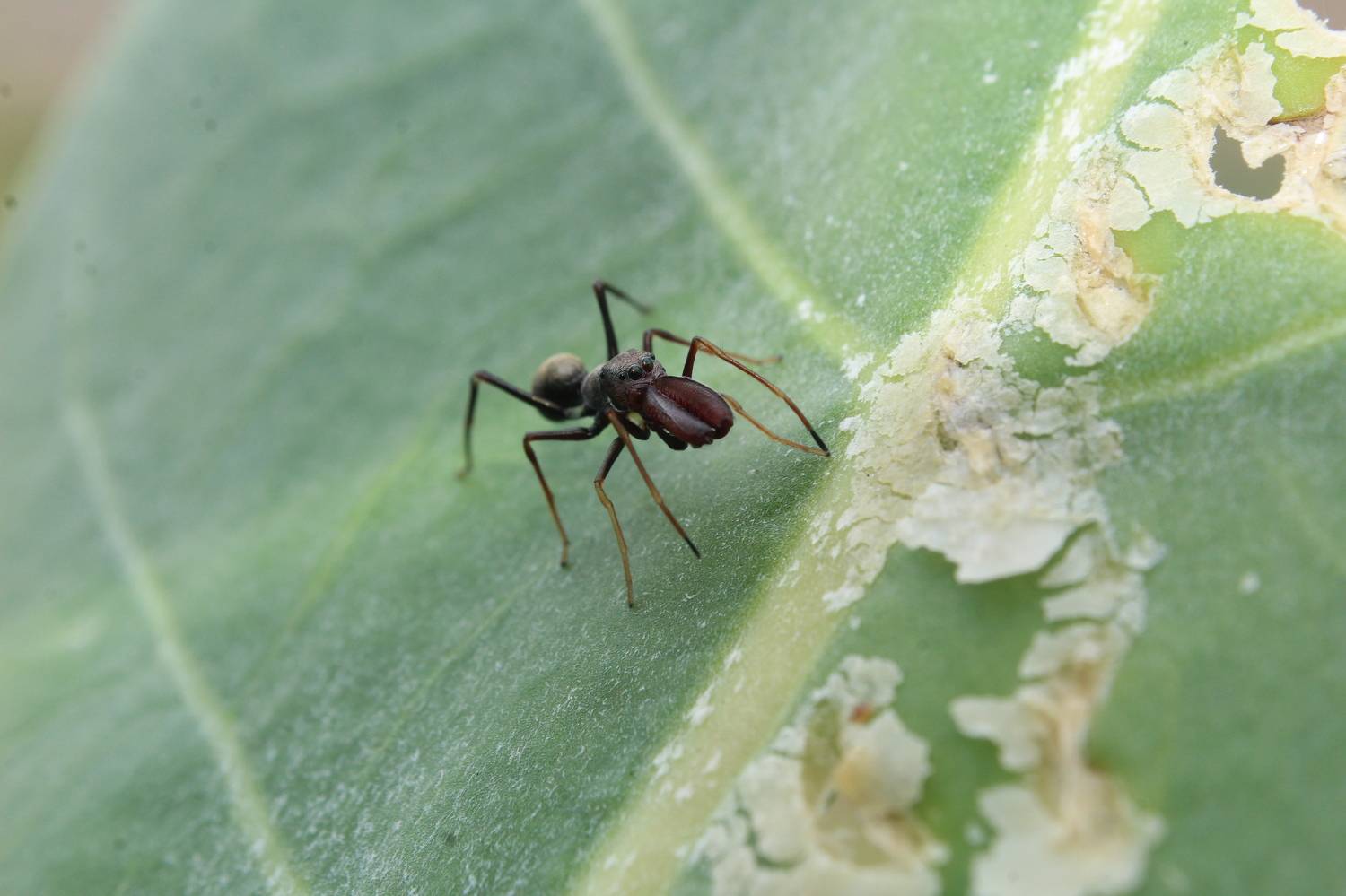 Ant mimicking spider