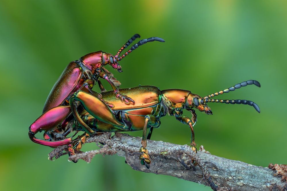 Photograph by Marcus Kam