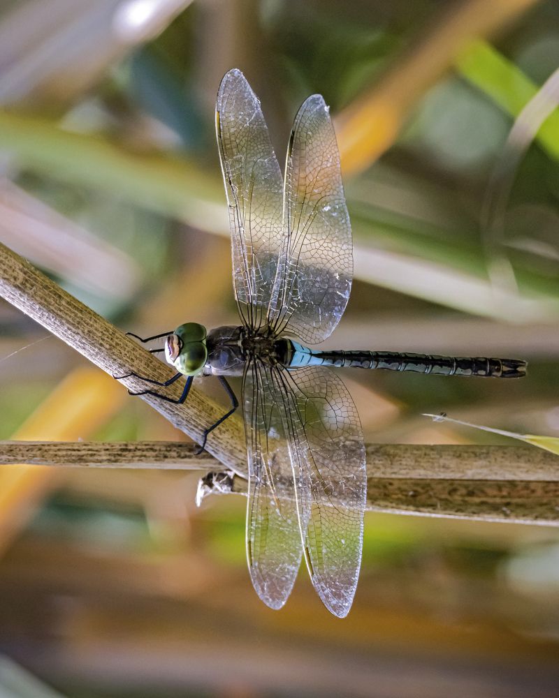 Photograph by Stamen Sotirov