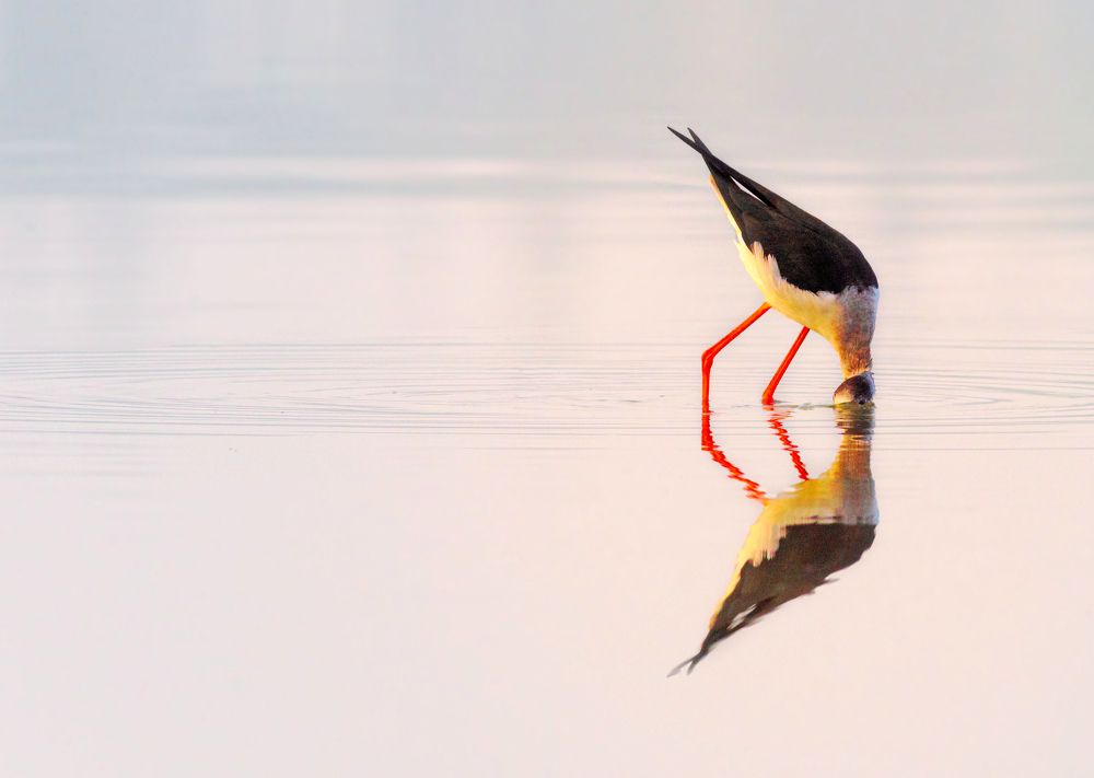 Photograph by G N RAJA