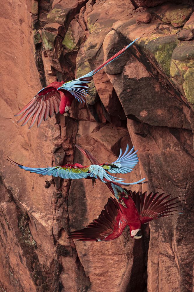 Фотография автора Ricardo Q T Rodrigues