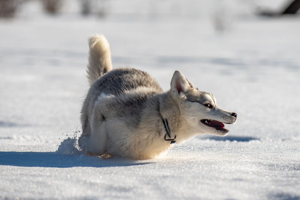 Photograph by Дарымов Владимир