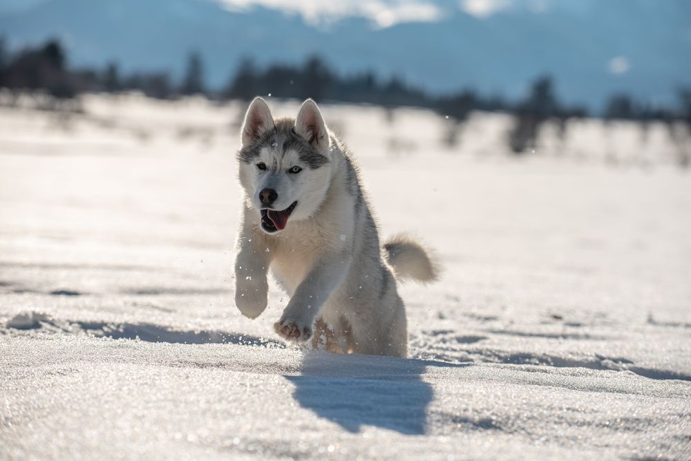 Photograph by Дарымов Владимир
