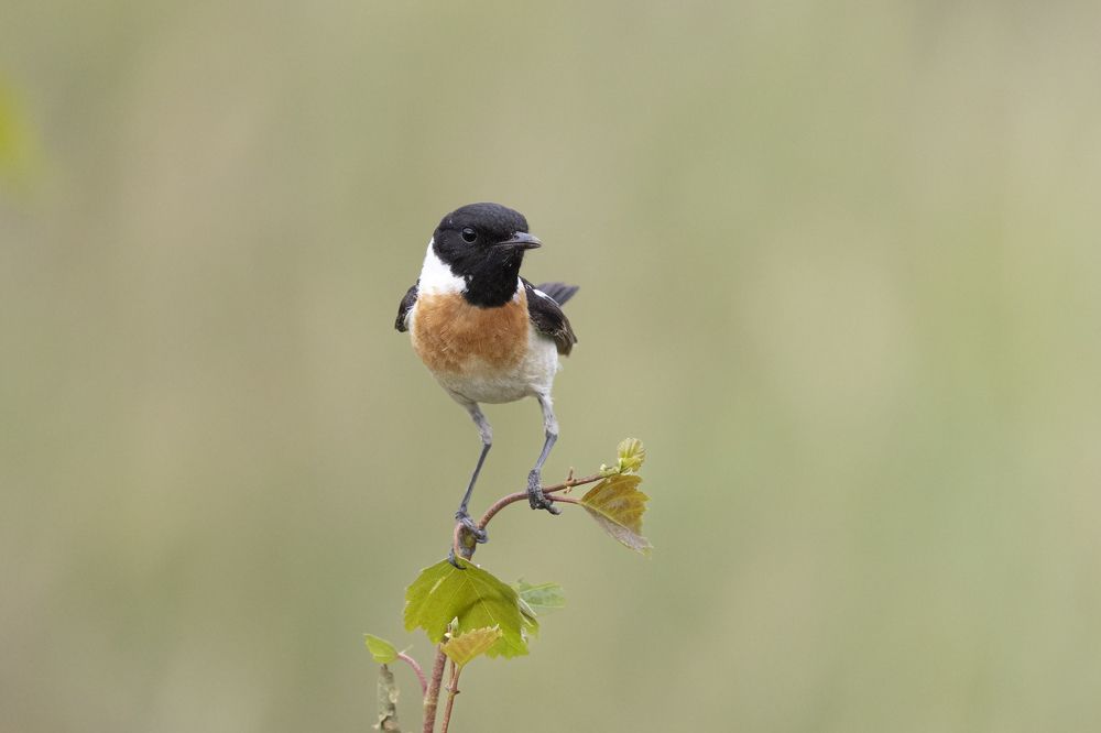 Photograph by Щепанов Дмитрий