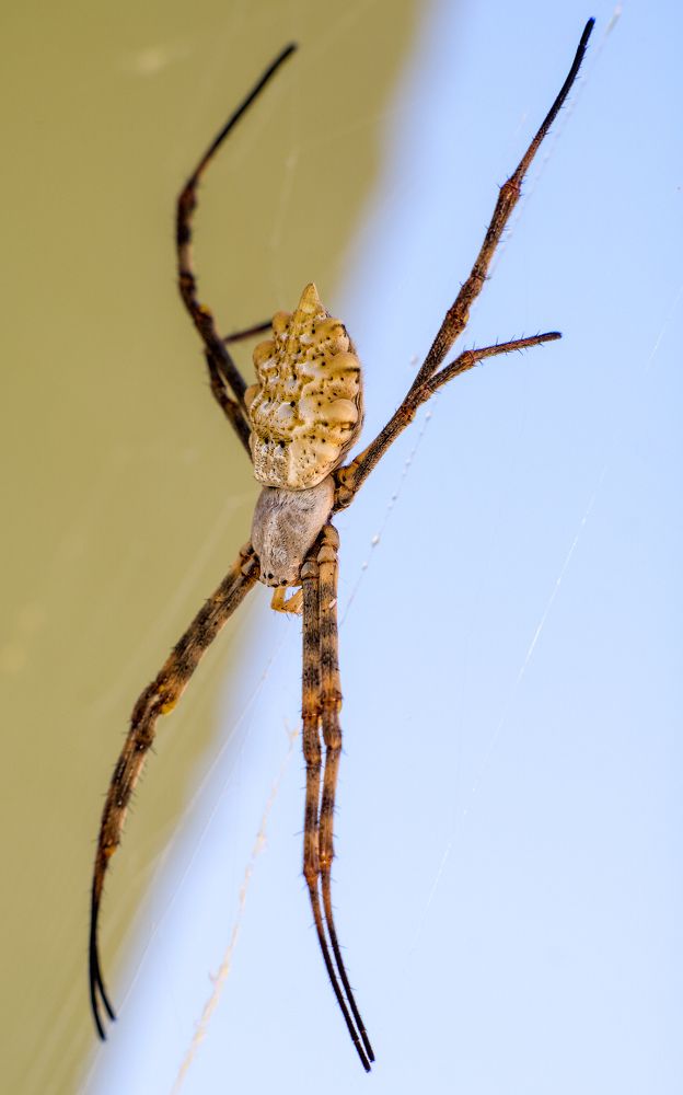 Argiope lobata