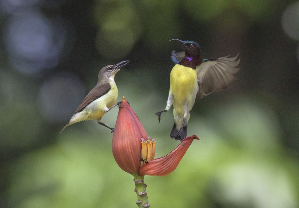 Momo Chityay Nrite Nityay