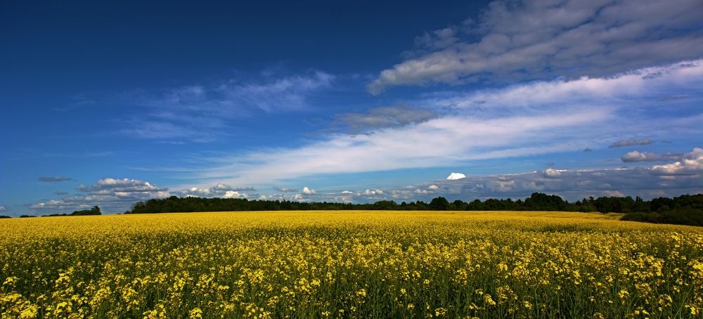 Рапсовое поле