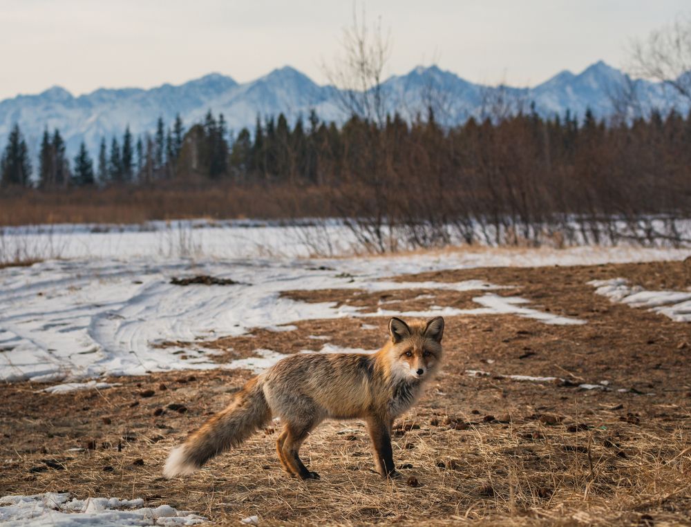 Неожиданная встреча