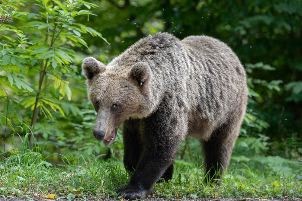 Photograph by Kelemen Csaba András