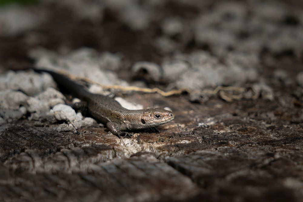 Фотография автора ЯR Ольга