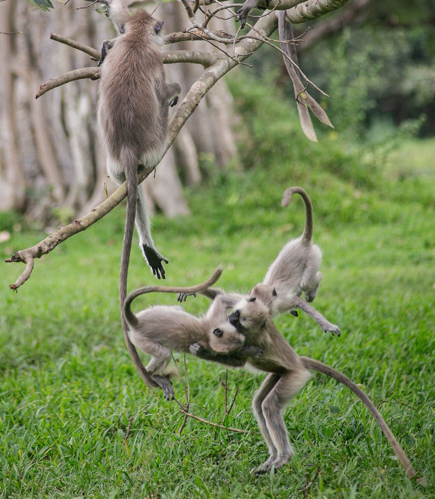 Фотография автора Laddu Sasindu Pramuditha De Silva