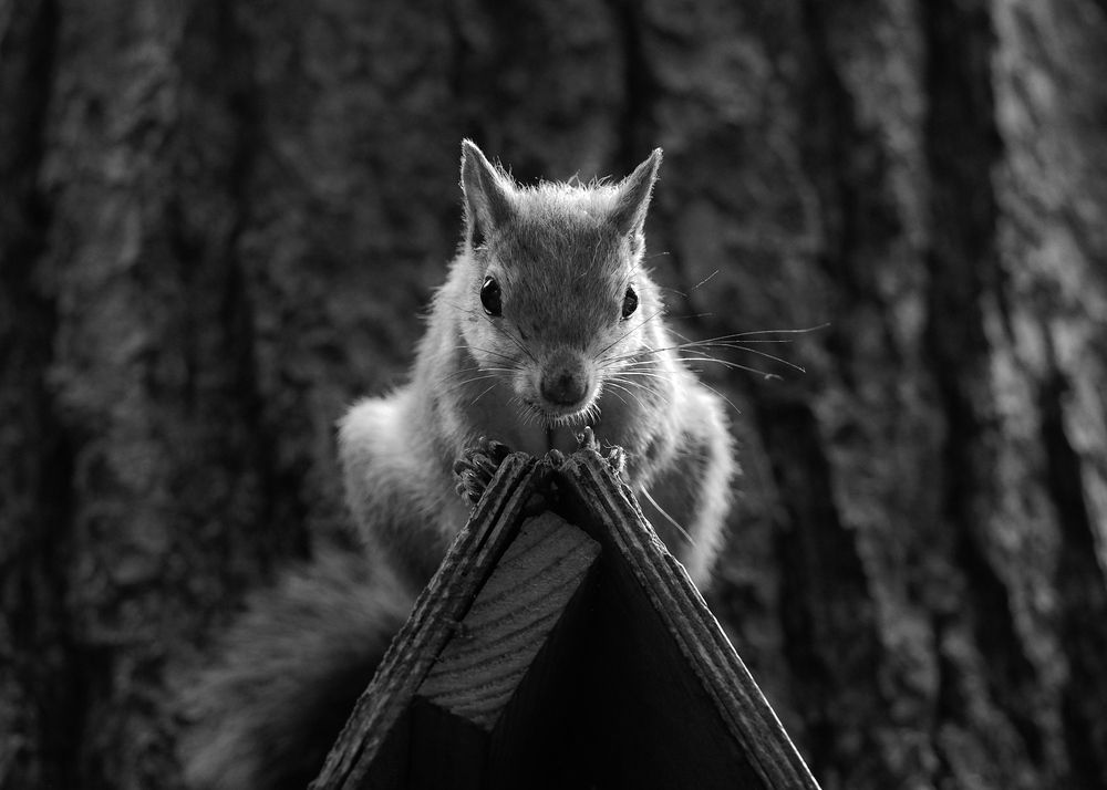 Photograph by Лейла Прощина