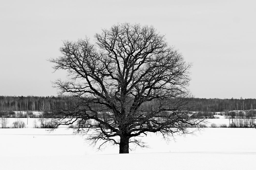 Фотография автора Сергей Барановский