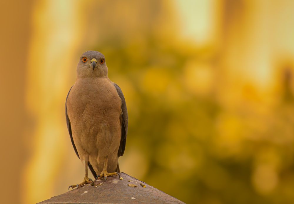 Photograph by Reyaansh Mittal