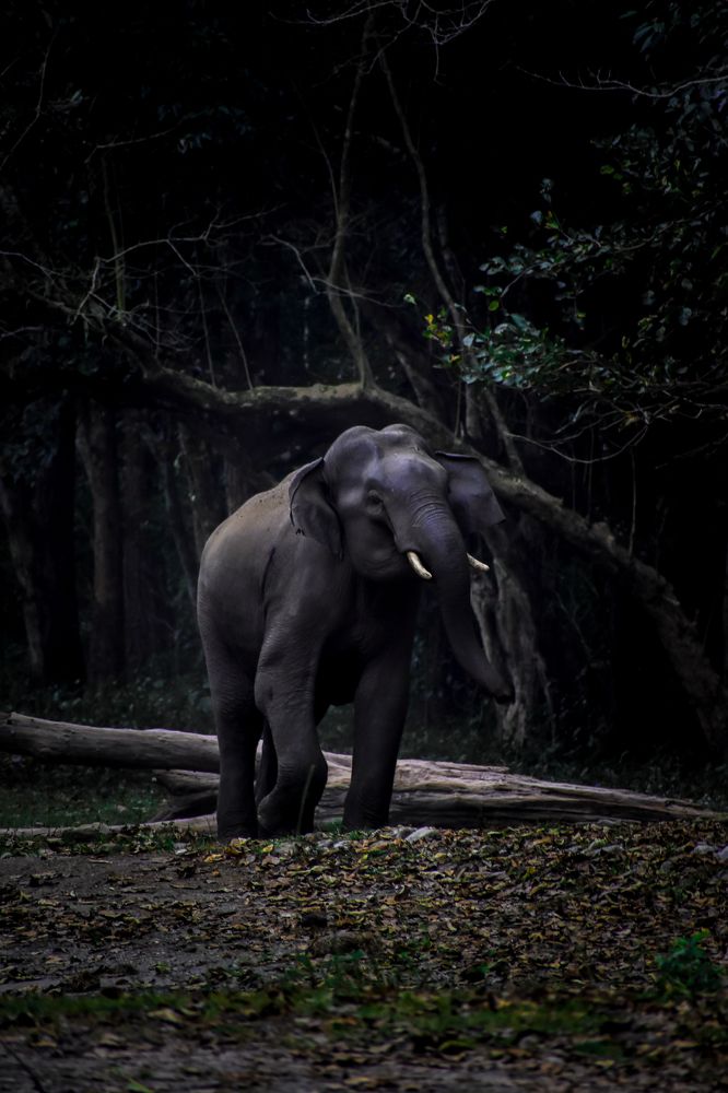 Photograph by Subhadip Kanjilal