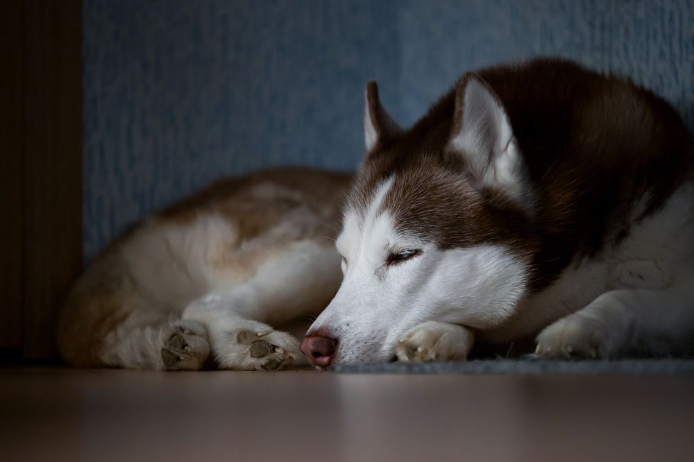 Photograph by Алексей Еремеев