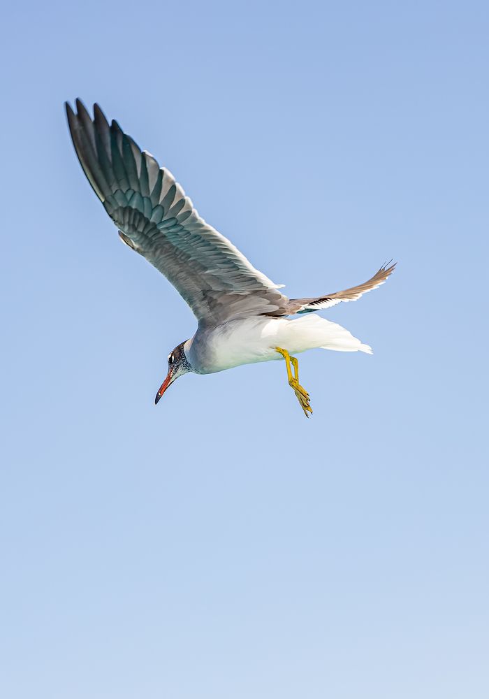 Ichthyaetus leucophthalmus