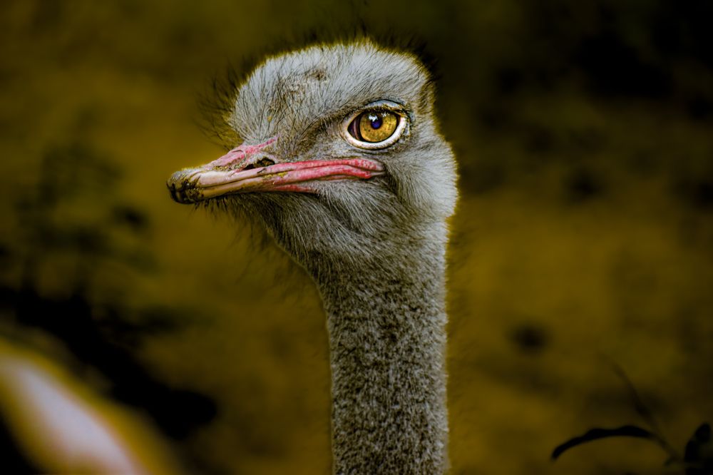 Фотография автора Aadi Saxena